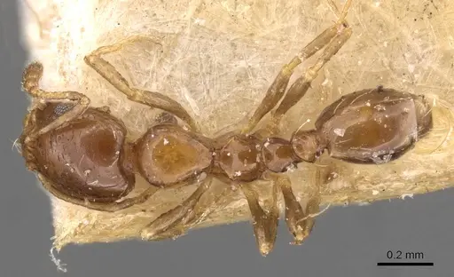 Monomorium angustinode - CASENT0908688