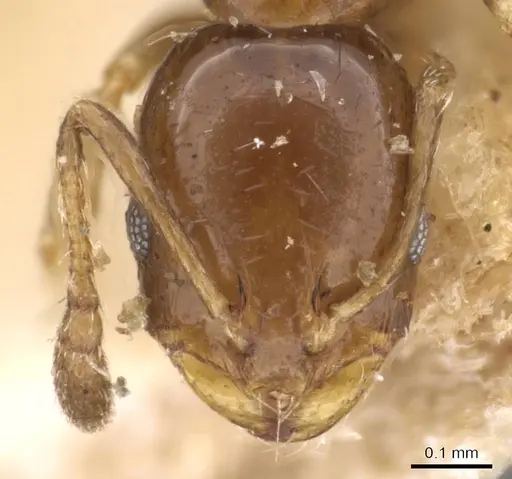 Monomorium angustinode - CASENT0908688