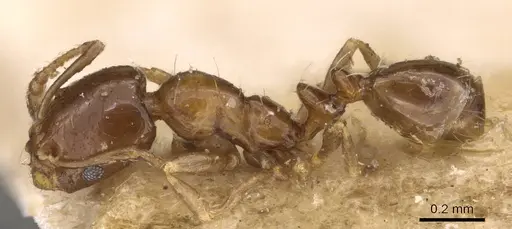 Monomorium angustinode - CASENT0908688