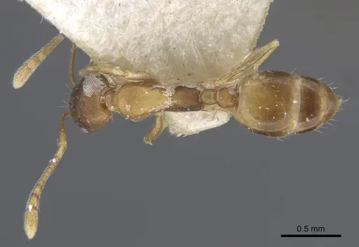 Monomorium annamense specimen