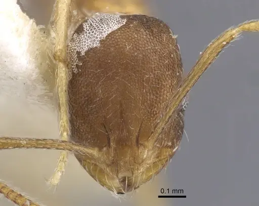 Monomorium annamense specimen