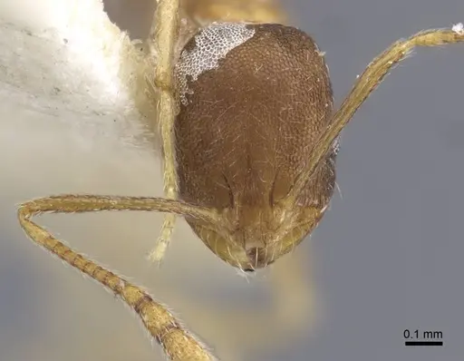 Monomorium annamense specimen