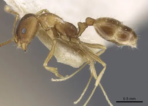 Monomorium annamense - CASENT0916995