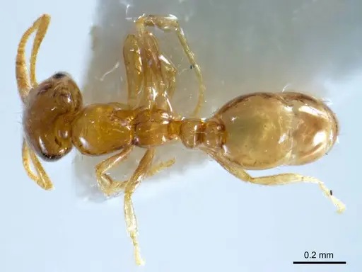 Monomorium antipodum specimen