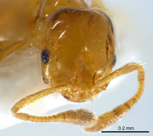 Monomorium antipodum specimen