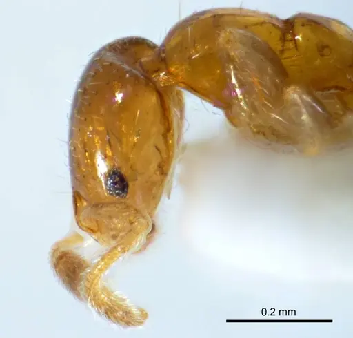 Monomorium antipodum specimen