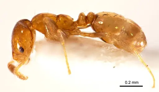 Monomorium antipodum - ANTWEB1008673