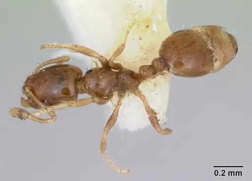 Monomorium antipodum - CASENT0172940