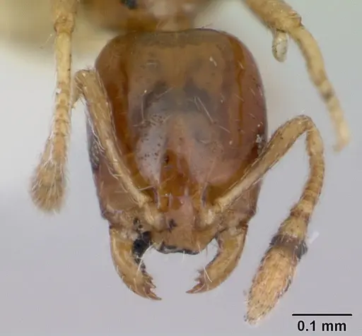 Monomorium antipodum - CASENT0172940