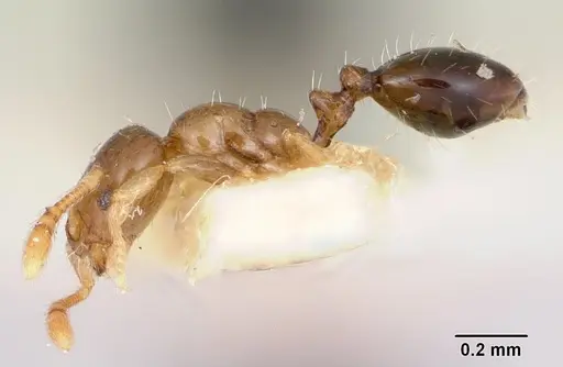 Monomorium antipodum - CASENT0172941