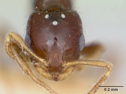 Monomorium antipodum - CASENT0172942