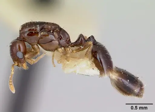 Monomorium antipodum - CASENT0172942