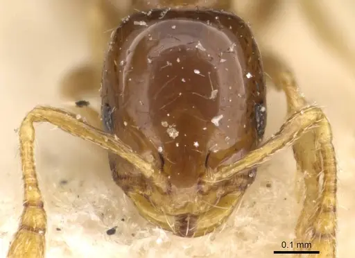 Monomorium antipodum - CASENT0908689