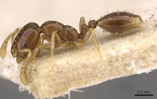 Monomorium antipodum - CASENT0908689