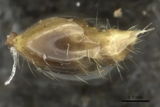 Monomorium arboreum specimen