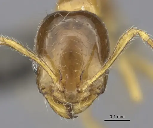 Monomorium arboreum specimen