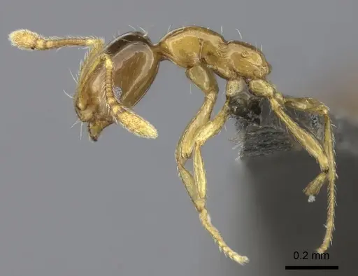 Monomorium arboreum - CASENT0235534
