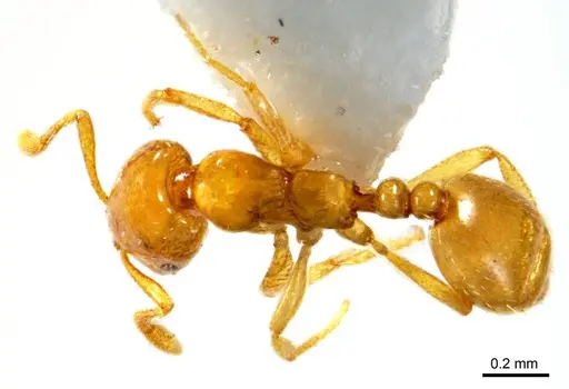 Monomorium arenarium specimen