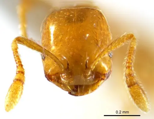 Monomorium arenarium specimen