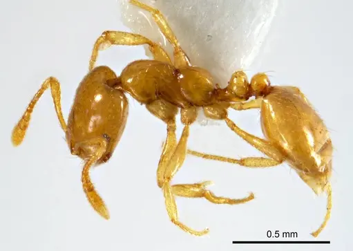 Monomorium arenarium - ANTWEB1008674