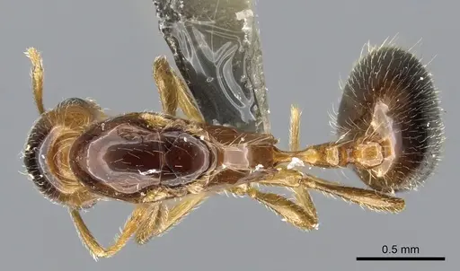 Monomorium arenarium - CASENT0902290