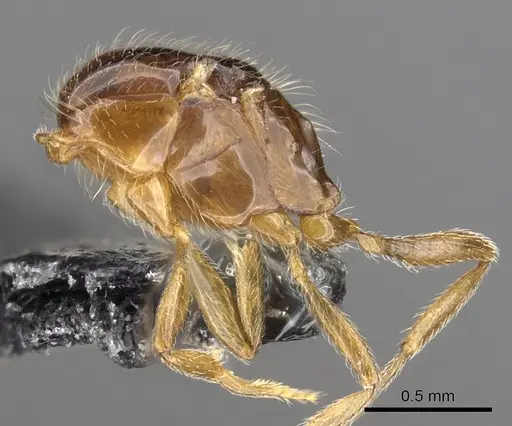 Monomorium arenarium - CASENT0902290