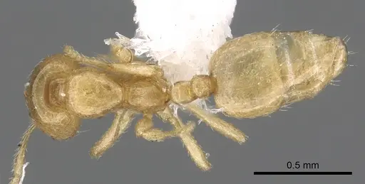 Monomorium arenarium - CASENT0902291