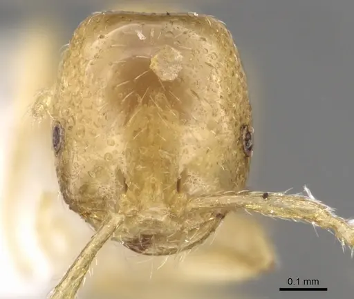 Monomorium arenarium - CASENT0902291