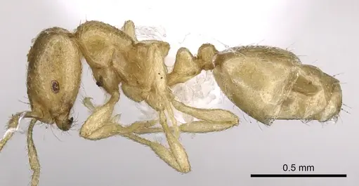 Monomorium arenarium - CASENT0902291