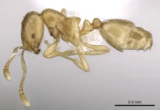 Monomorium arenarium - CASENT0902291