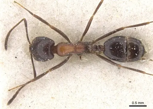 Monomorium arenarium - CASENT0913834