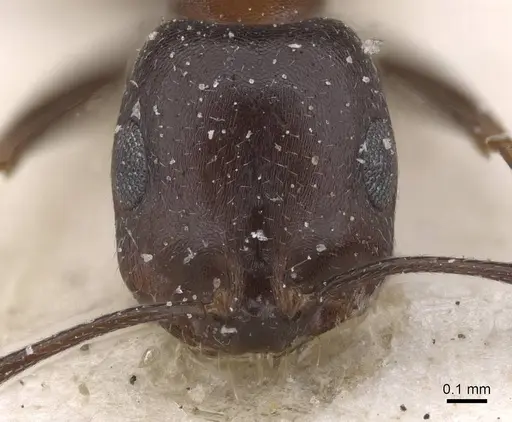 Monomorium arenarium - CASENT0913834