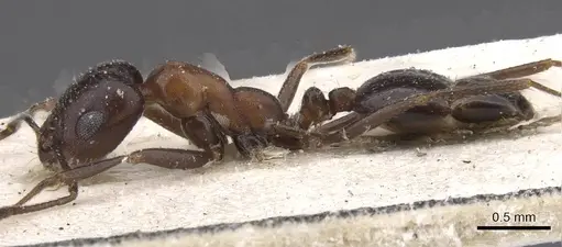 Monomorium arenarium - CASENT0913834