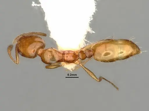 Monomorium arnoldi specimen