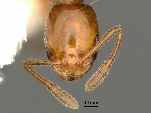 Monomorium arnoldi specimen