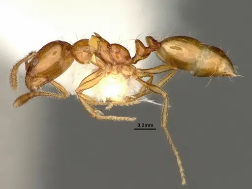 Monomorium arnoldi specimen