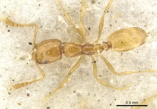 Monomorium arnoldi - CASENT0902251