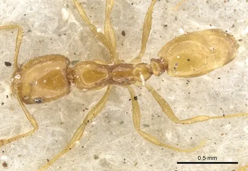 Monomorium arnoldi - CASENT0902251