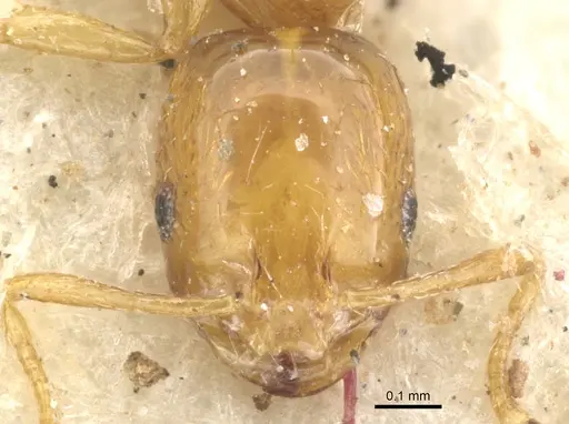 Monomorium arnoldi - CASENT0902251