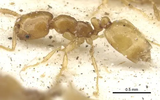 Monomorium arnoldi - CASENT0902251