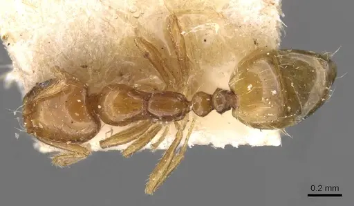 Monomorium arnoldi - CASENT0908690