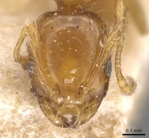 Monomorium arnoldi - CASENT0908690