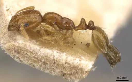 Monomorium arnoldi - CASENT0908690