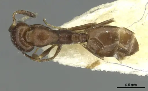 Monomorium asiriense specimen