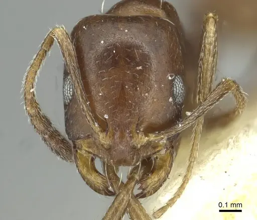 Monomorium asiriense specimen