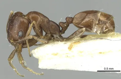 Monomorium asiriense specimen