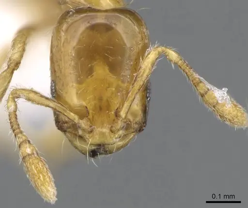 Monomorium atomum specimen