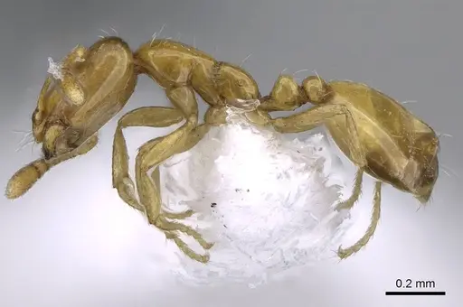 Monomorium atomum specimen