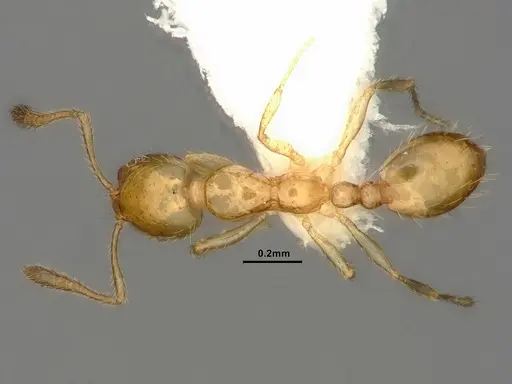 Monomorium atomum - CASENT0884329