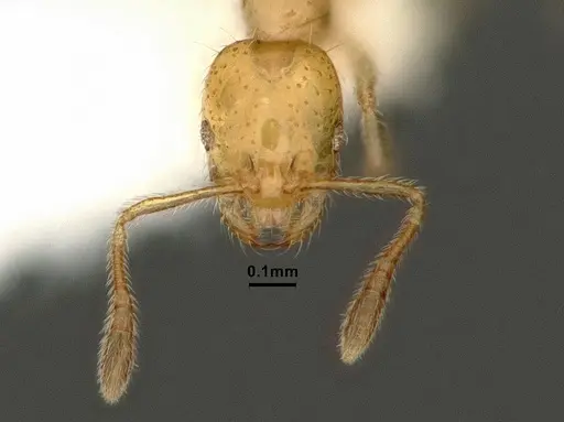 Monomorium atomum - CASENT0884329